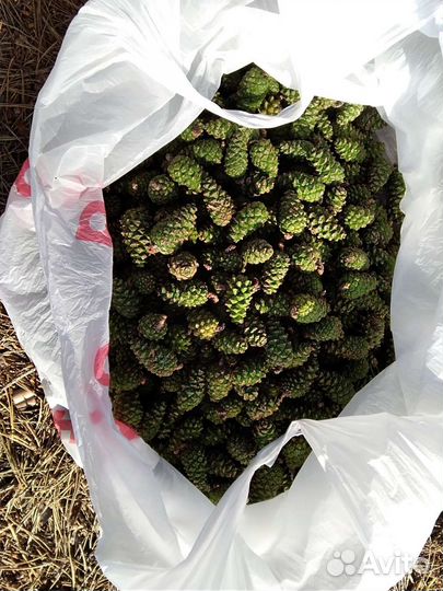 Шишки сосновые. Молодые. Зелёные