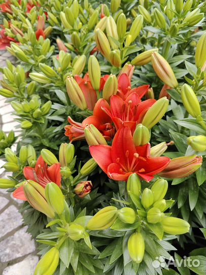 Лилия summer scarlet