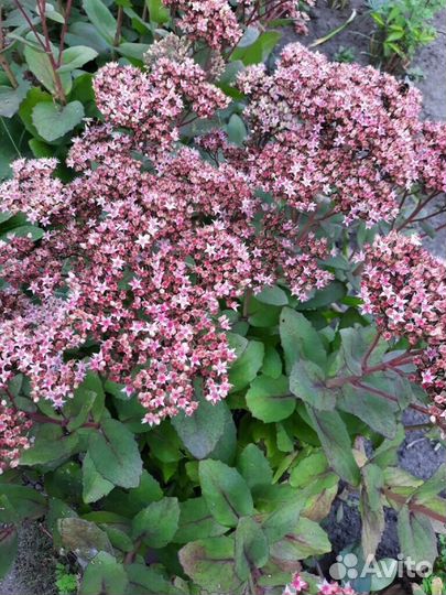 Продажа седума