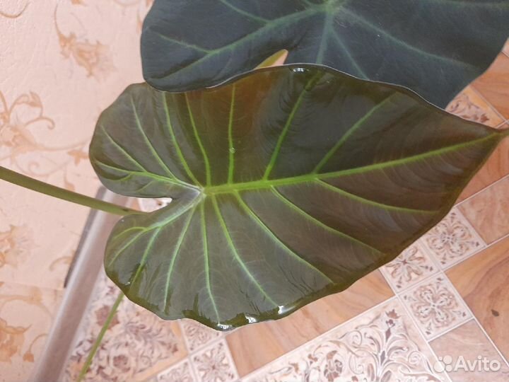 Алоказия регал шилдс