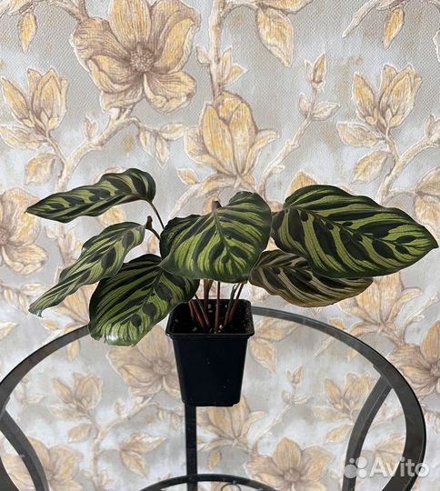 Калатея Макоя