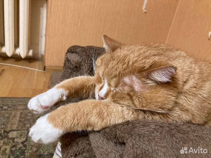 Котик в добрые руки