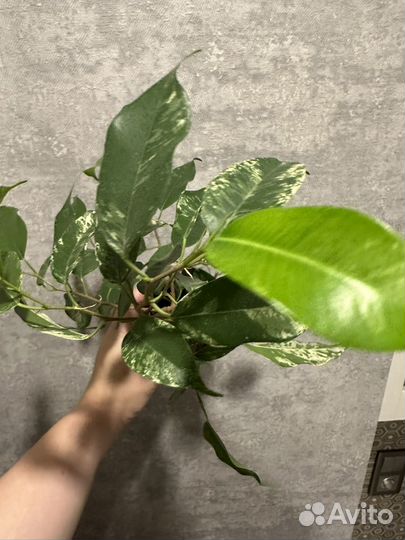 Бенджамина фикус