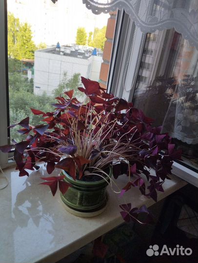 Комнатные цветы