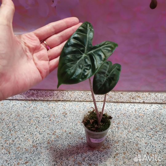 Алоказия детки и клубни