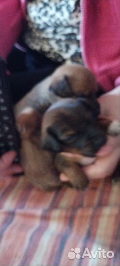 Маленькая собака