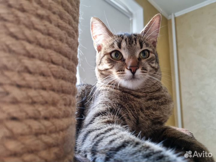 Кошка в дар