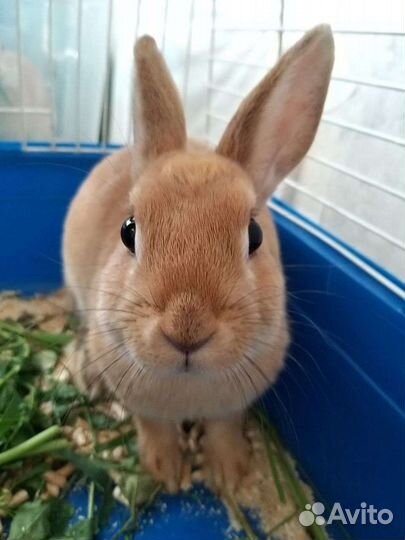 Декоративный карликовый кролики