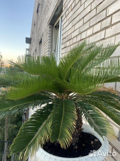Пальма цикас