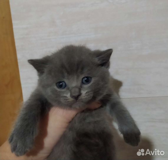 Британские котята