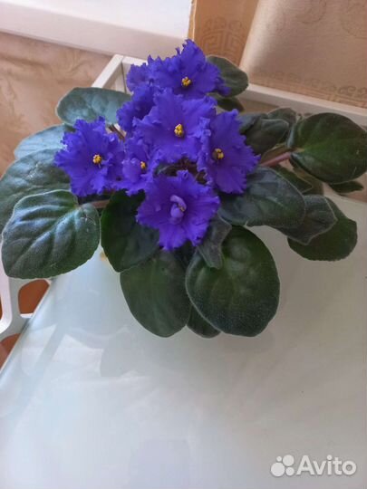 Молодые фиалки