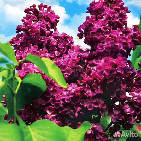 Саженцы сирени