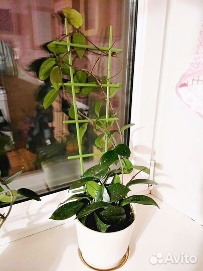 Домашний неприхотливый цветок