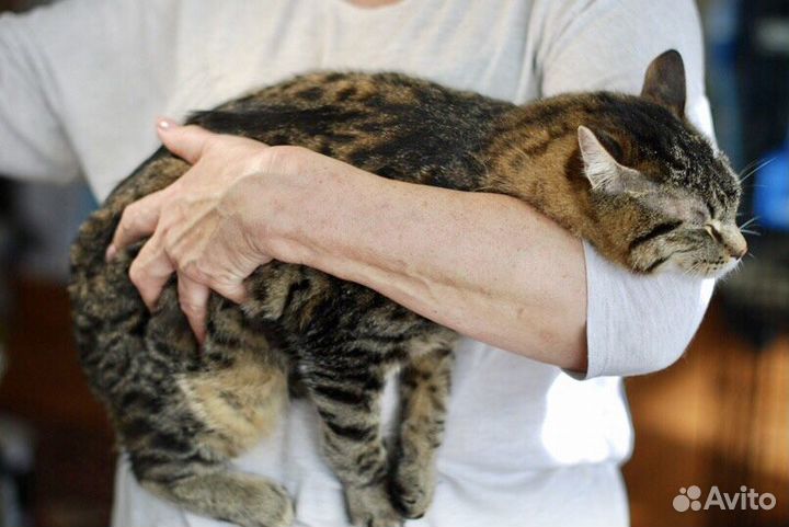 Доцент - шикарный полосатый кот