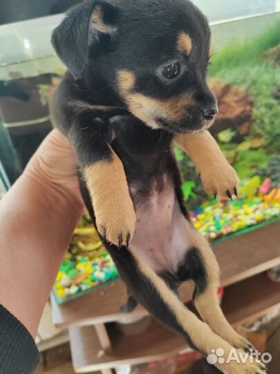 Той-терьер щенки