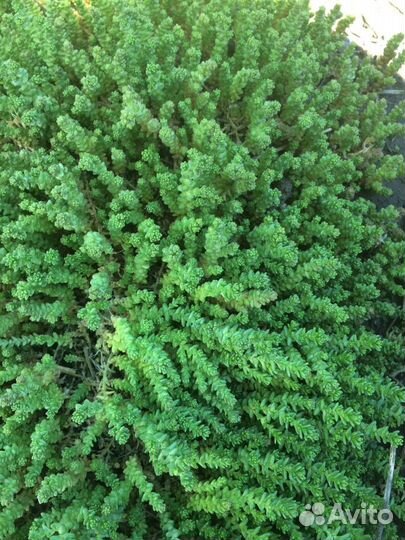 Декоративная трава