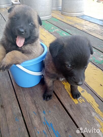 Бельгийская овчарка Малинуа