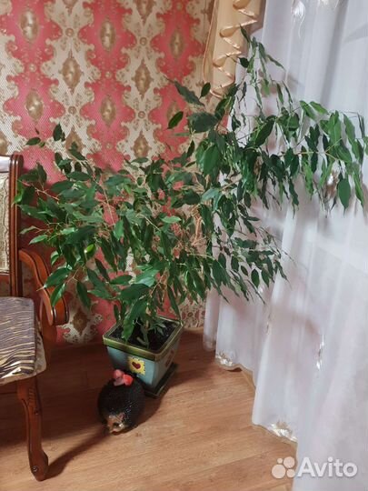 Фикус бенджамина большой