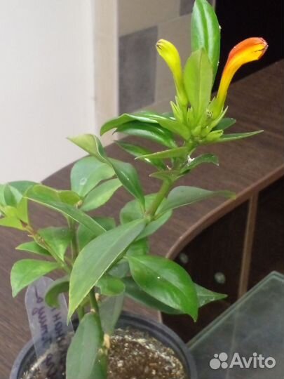 Эсхинантус жар птица (оранжевый)