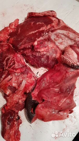 Еда для любимых животных