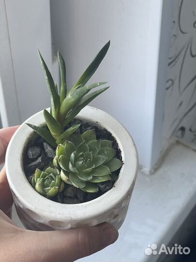 Молодило суккуленты