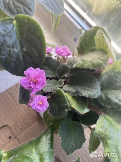 Фиалка в горшках сортовые