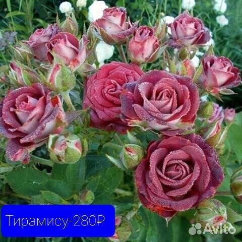 Роза разной группы. Продажа розница