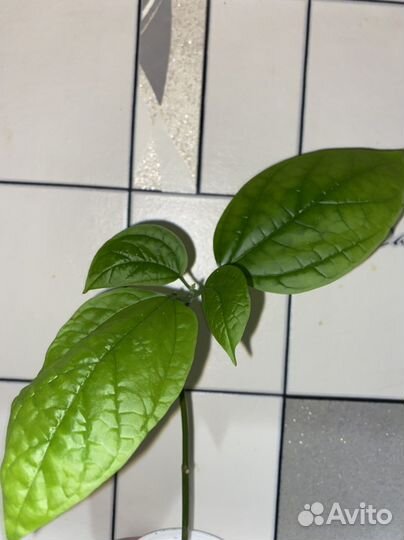 Клеродендрум томпсон