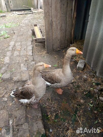 Крупные серые гуси