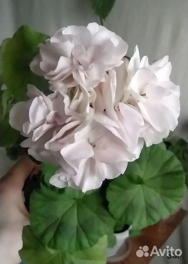 Пеларгонии сортовые