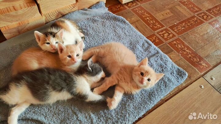Котята в добрые руки