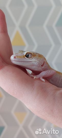 Самки эублефара