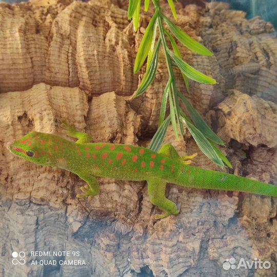 Ящерица зеленая