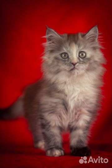 Кошечка мейн-кун