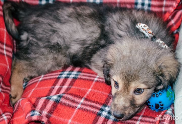 Щенок в добрые руки девочка