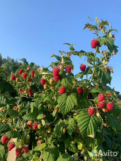 Саженцы ремонтантной малины с зкс