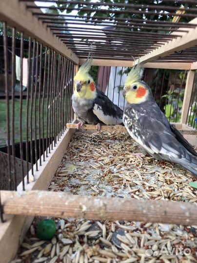 Попугай корелла