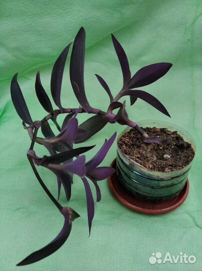 Сеткреазия пурпурная