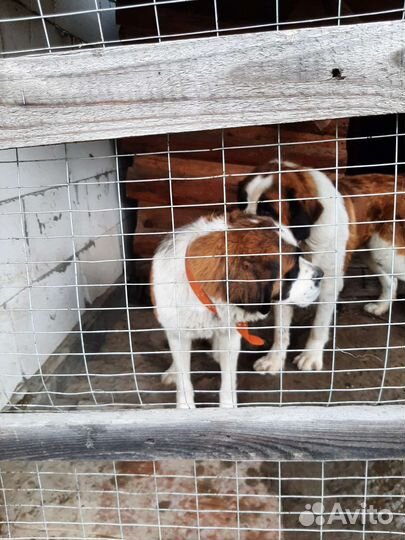 Вязка Московская сторожевая