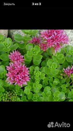 Очиток ложный