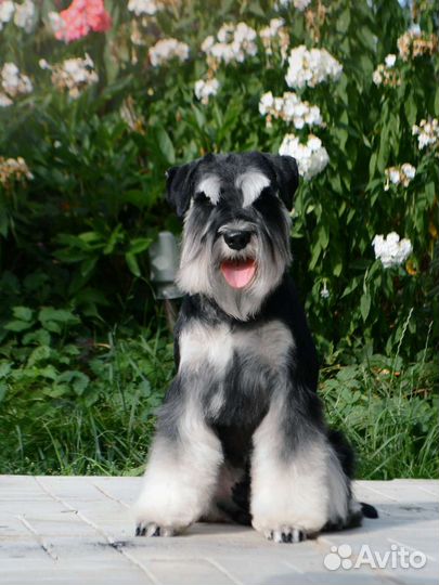 Цвергшнауцер для вязки