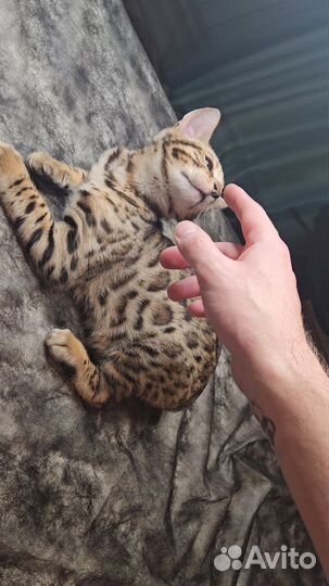 Бенгальская