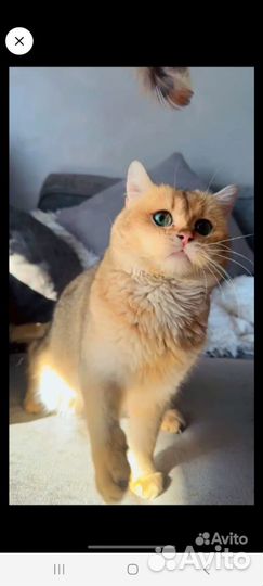 Кот на вязку