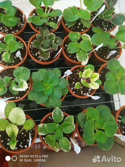 Фиалки детки