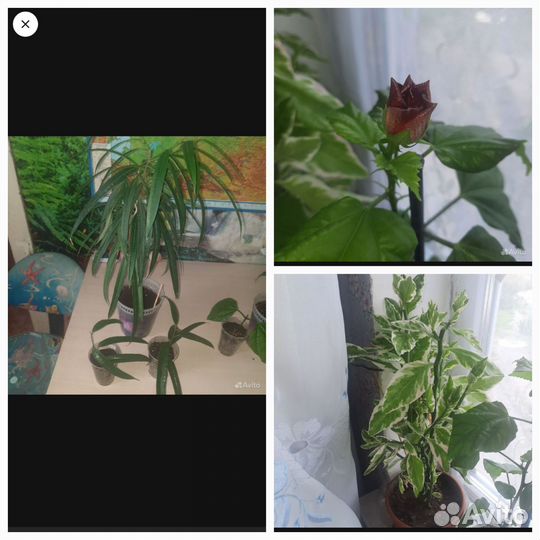 Фикус Али, Педилантус, Кит. Роза