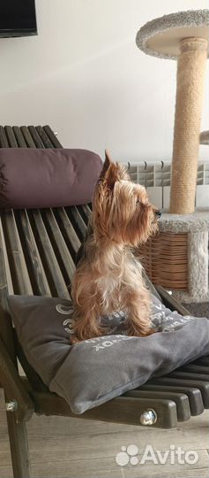 Передержка собак в домашних условиях