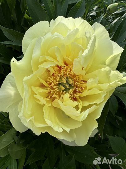 Пион желтый Бартзелла, Лемон шифон