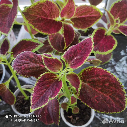 Колеусы, бегонии