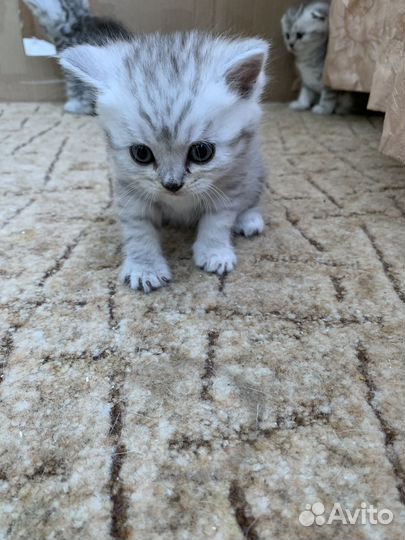 Шотландская