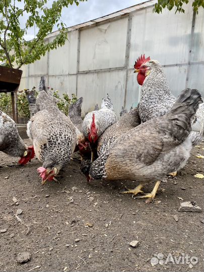 Легбар кремовый